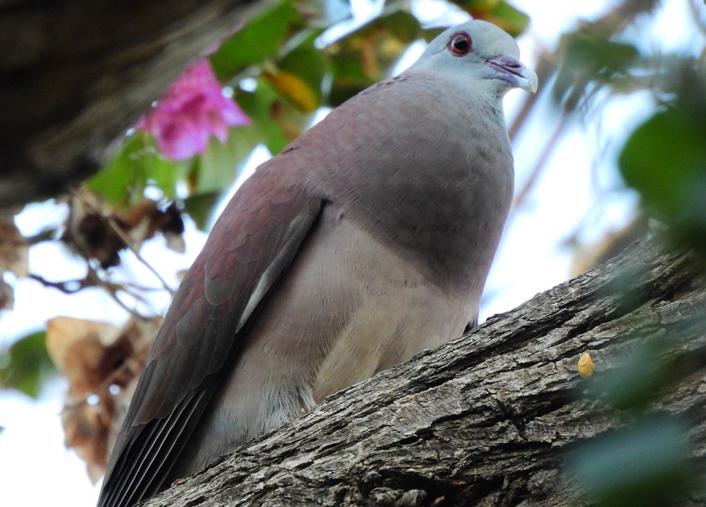 Malagasy Turtle-Dove - ML646735188
