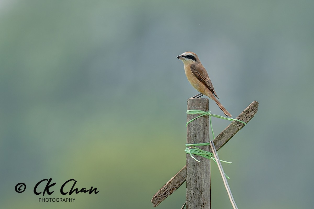 Braunwürger - ML646735189