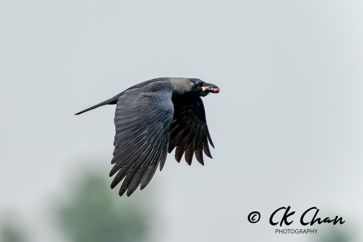 Glanzkrähe - ML646735193