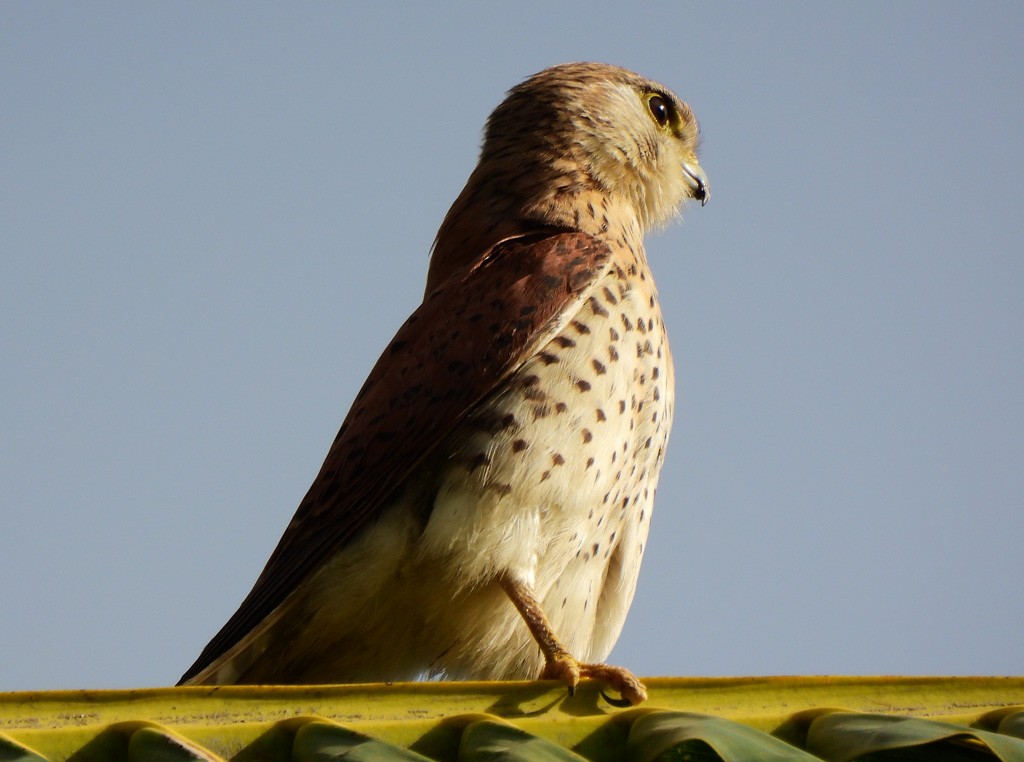 Malagasy Kestrel - ML646735194