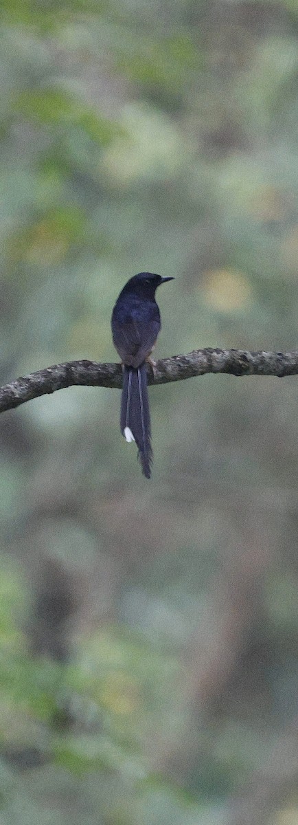 Белопоясничный шама - ML646735195