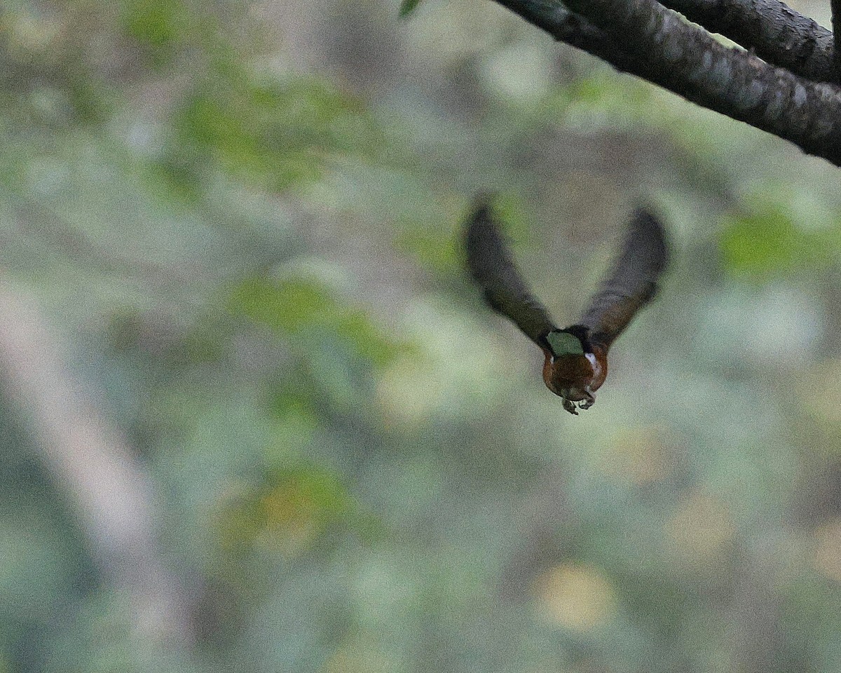 Белопоясничный шама - ML646735196