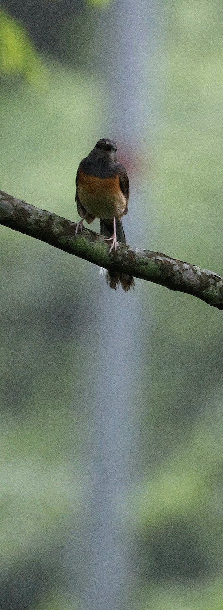 Белопоясничный шама - ML646735197