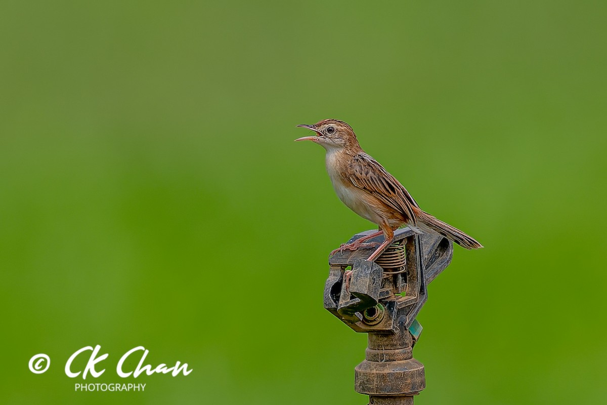 Zistensänger - ML646735199