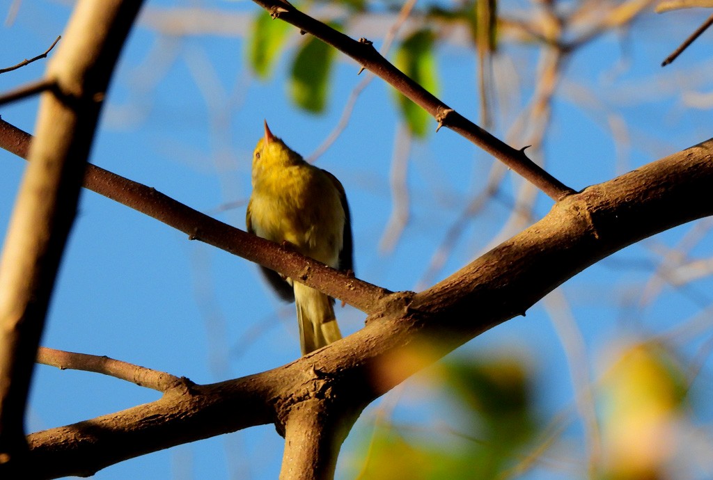 Common Jery - ML646735200