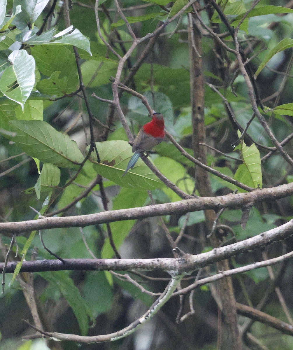 Crimson Sunbird - ML646735202