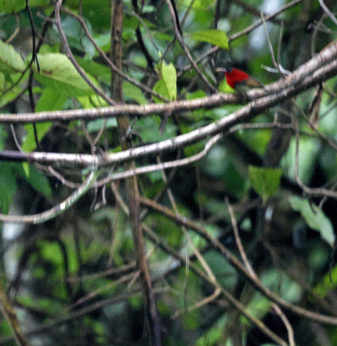 Crimson Sunbird - ML646735203