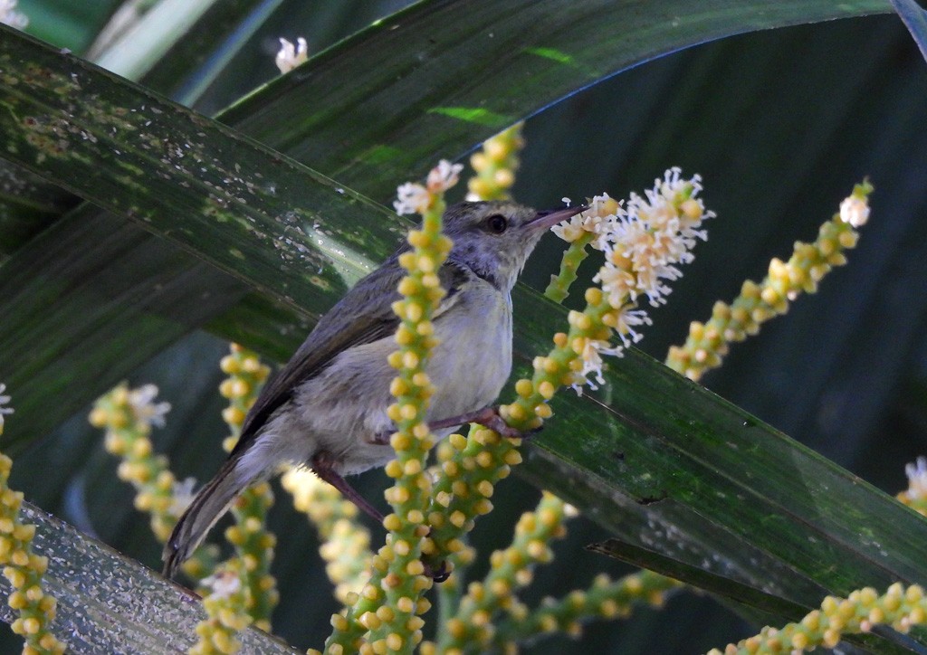 Stripe-throated Jery - ML646735204