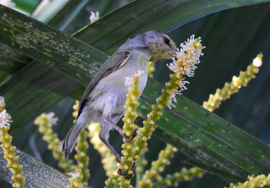 Stripe-throated Jery - ML646735205