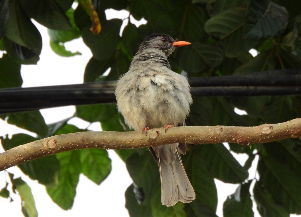 Malagasy Bulbul - ML646735207