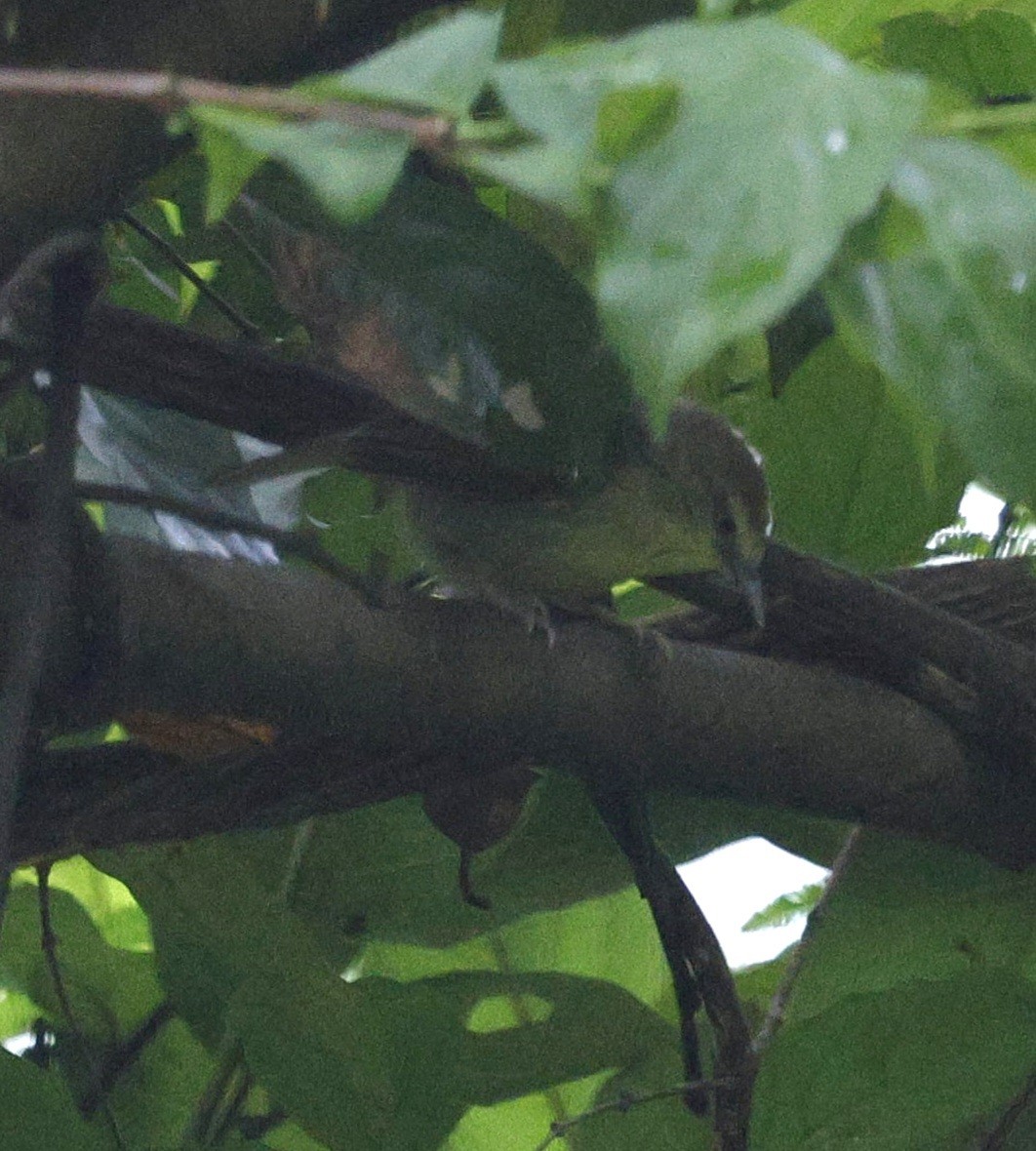 Желтогрудая тимелия - ML646735208