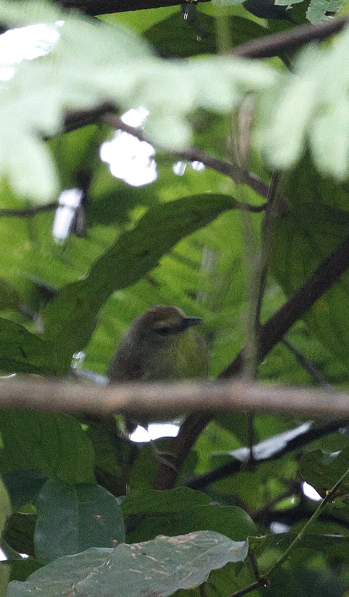 Желтогрудая тимелия - ML646735209