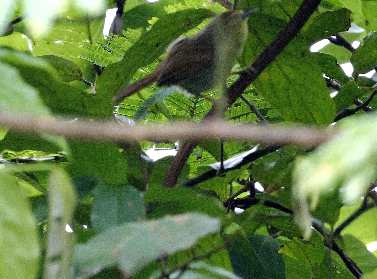 Желтогрудая тимелия - ML646735210