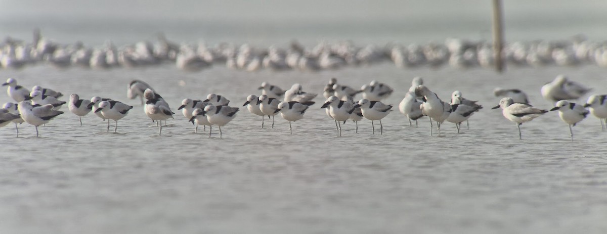 krabbeeter - ML646735212