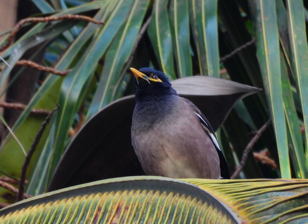 Common Myna - ML646735213