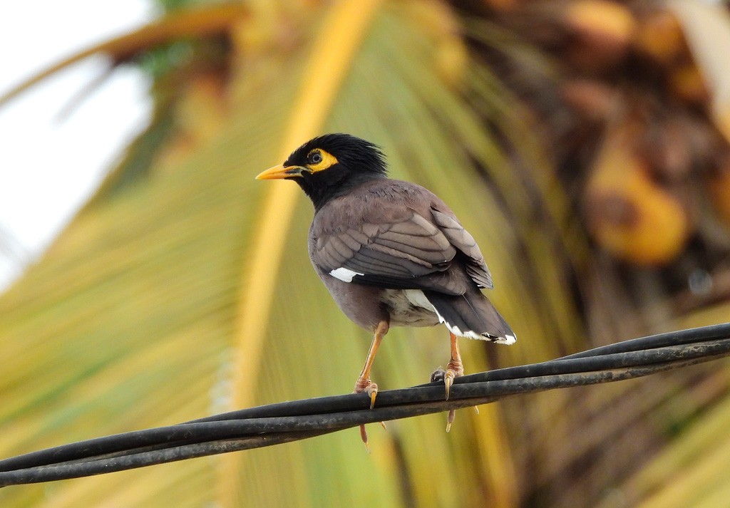 Common Myna - ML646735214