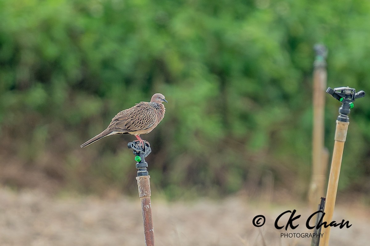 Perlhalstaube - ML646735216