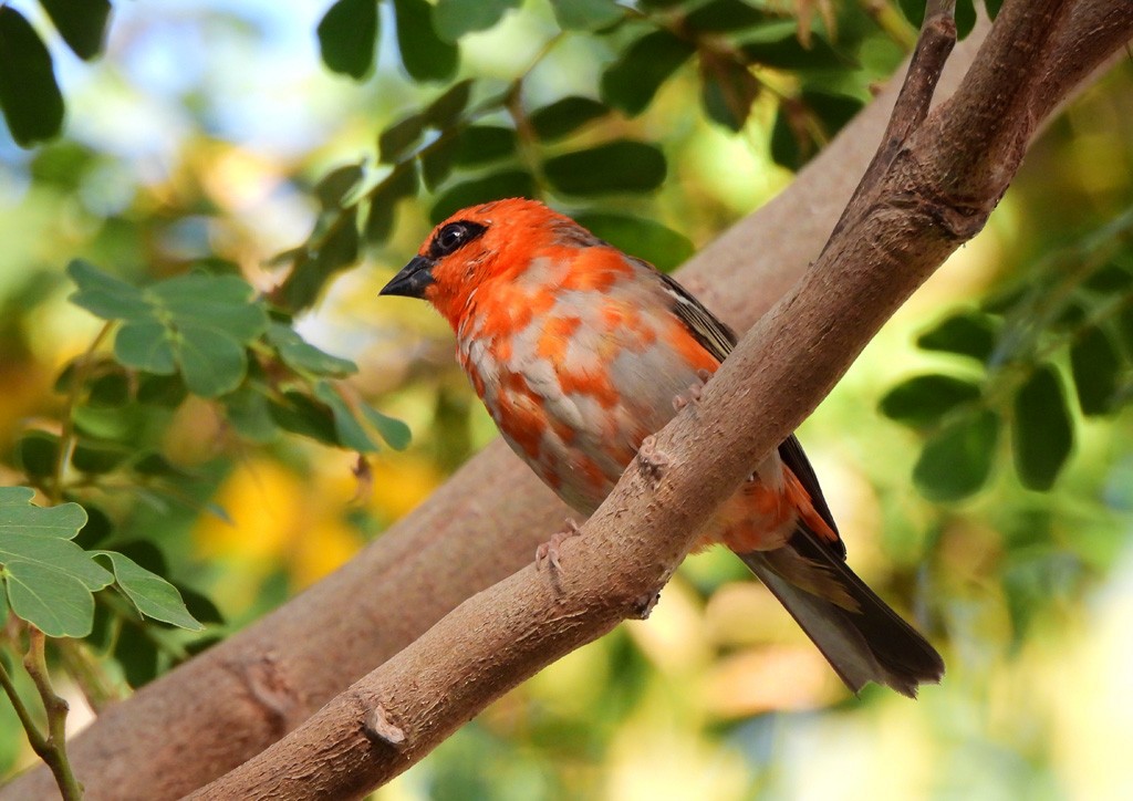Red Fody - ML646735225