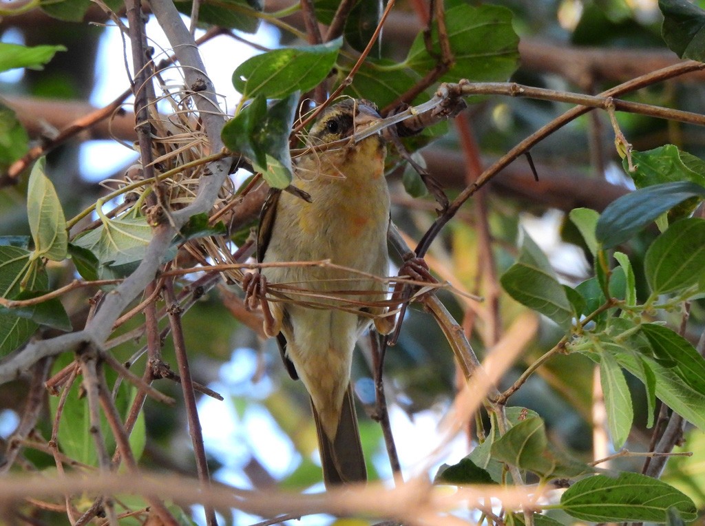 Red Fody - ML646735226