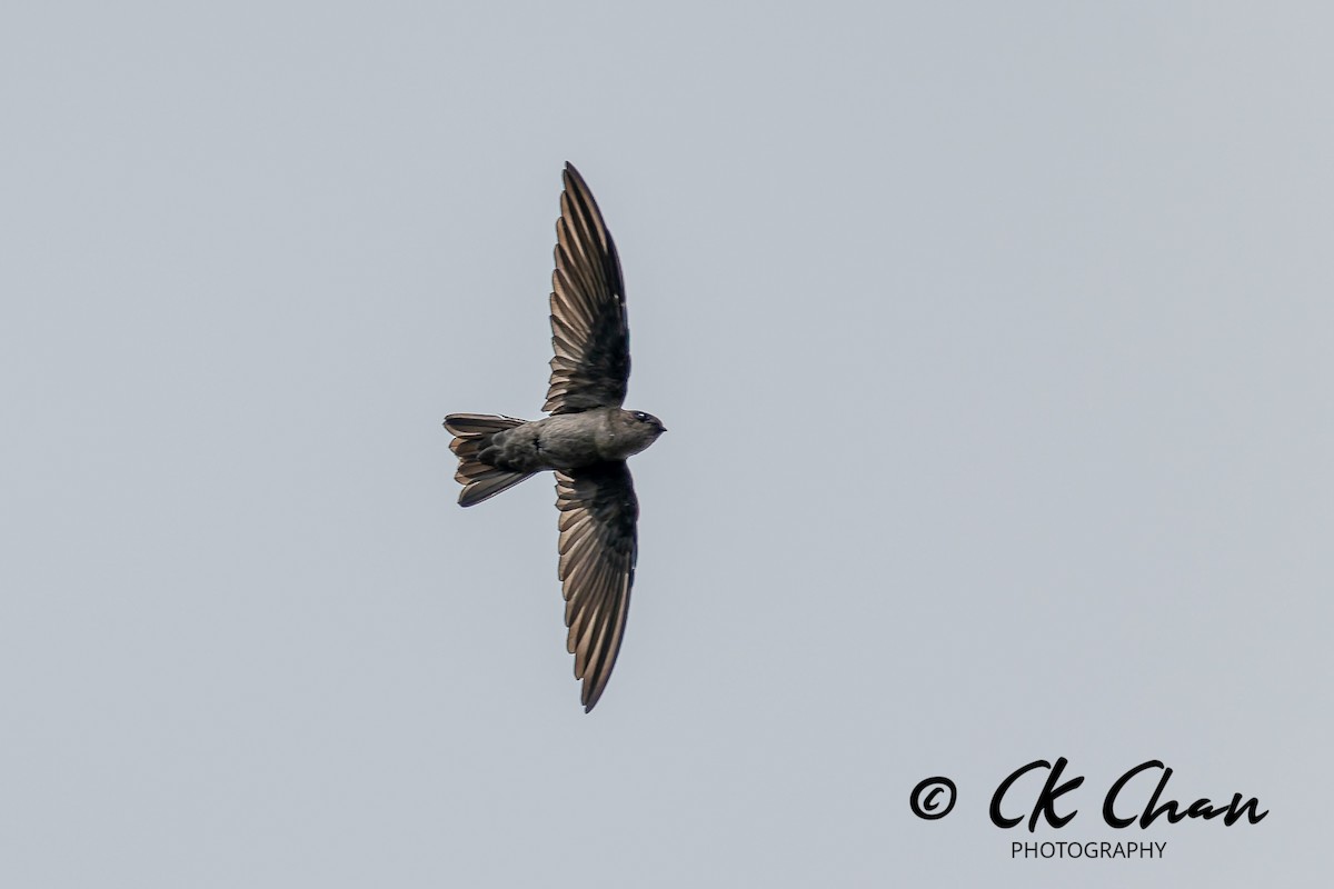 Weißnestsalangane - ML646735227