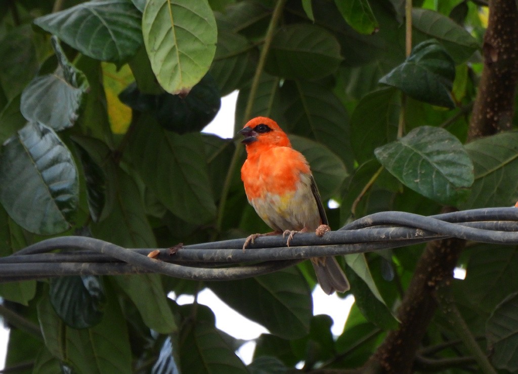 Forest Fody - ML646735231