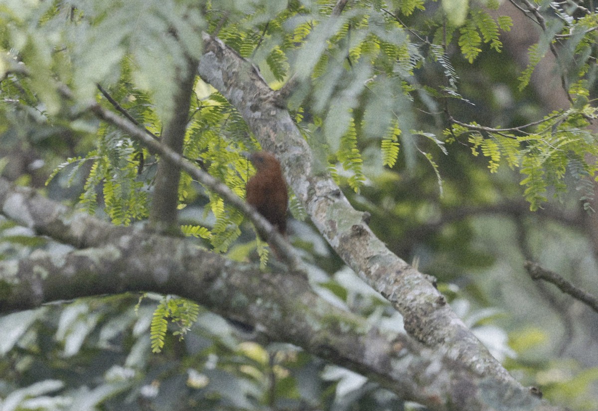 Рыжий дятел - ML646735232