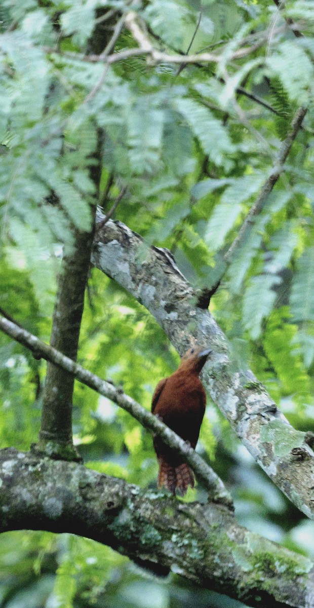 Рыжий дятел - ML646735233