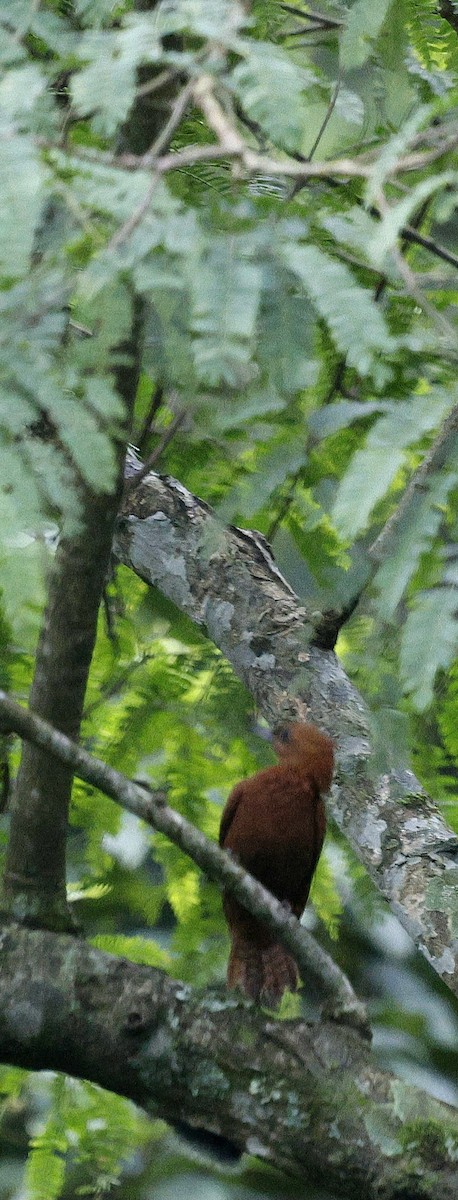 Рыжий дятел - ML646735234