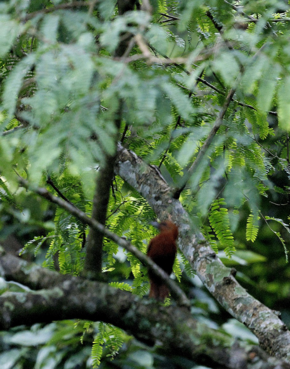 Рыжий дятел - ML646735235