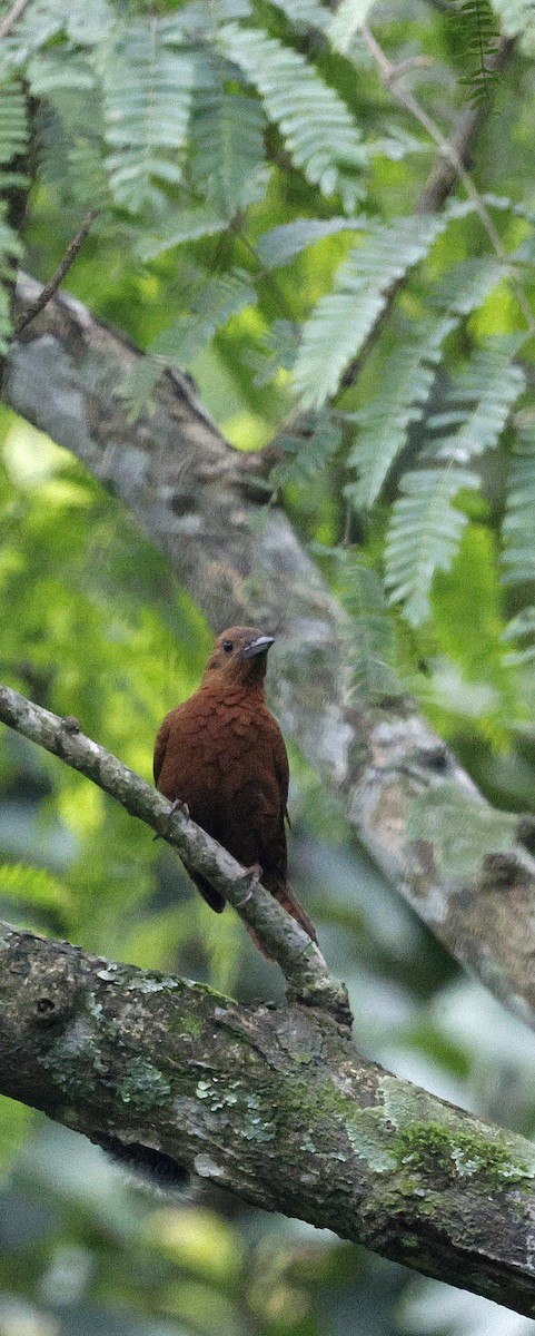 Рыжий дятел - ML646735236