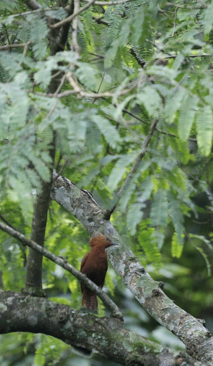 Рыжий дятел - ML646735237