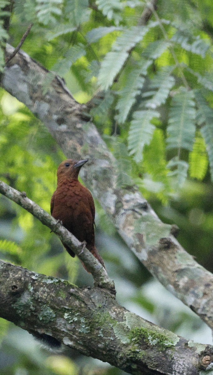 Рыжий дятел - ML646735238