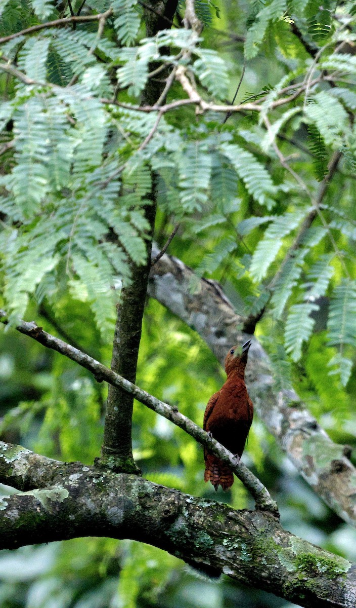 Рыжий дятел - ML646735239