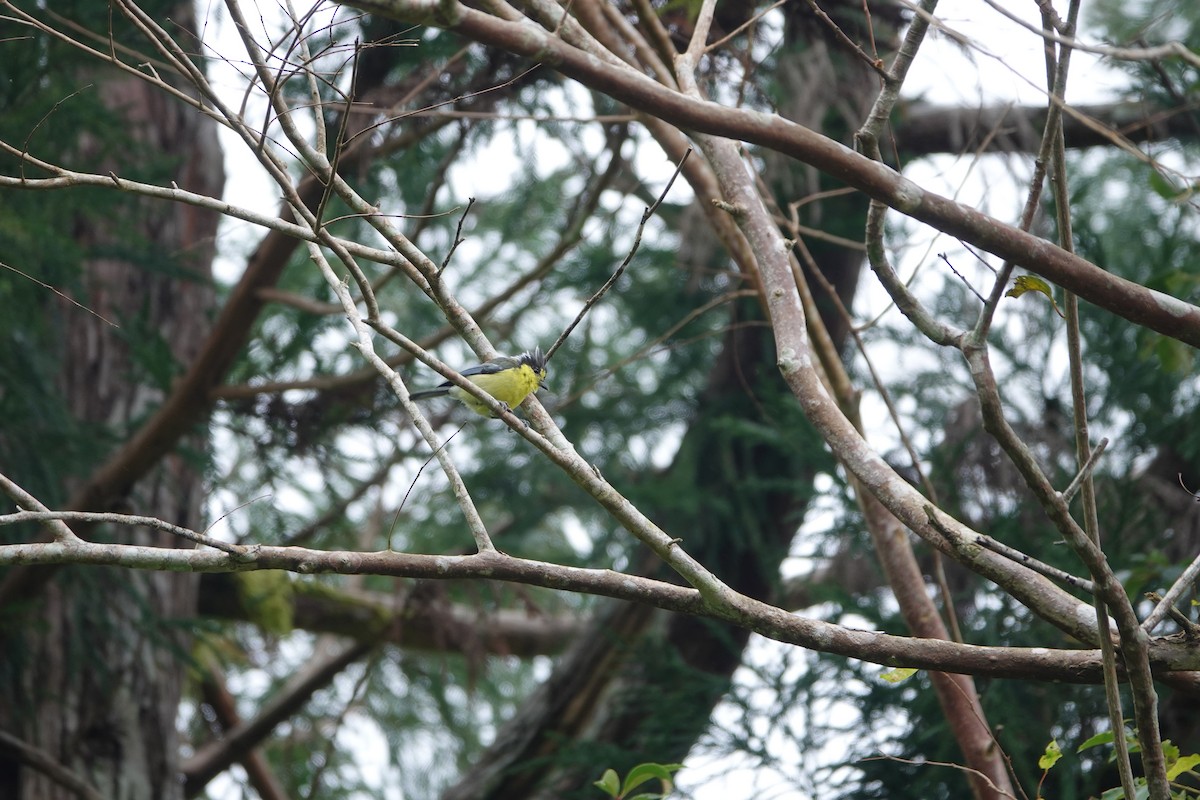 黃山雀 - ML646735241