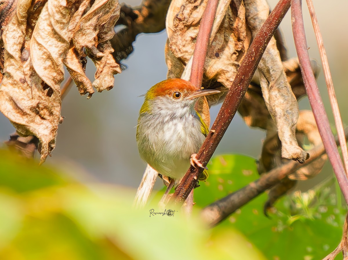 ノドグロサイホウチョウ - ML646735246