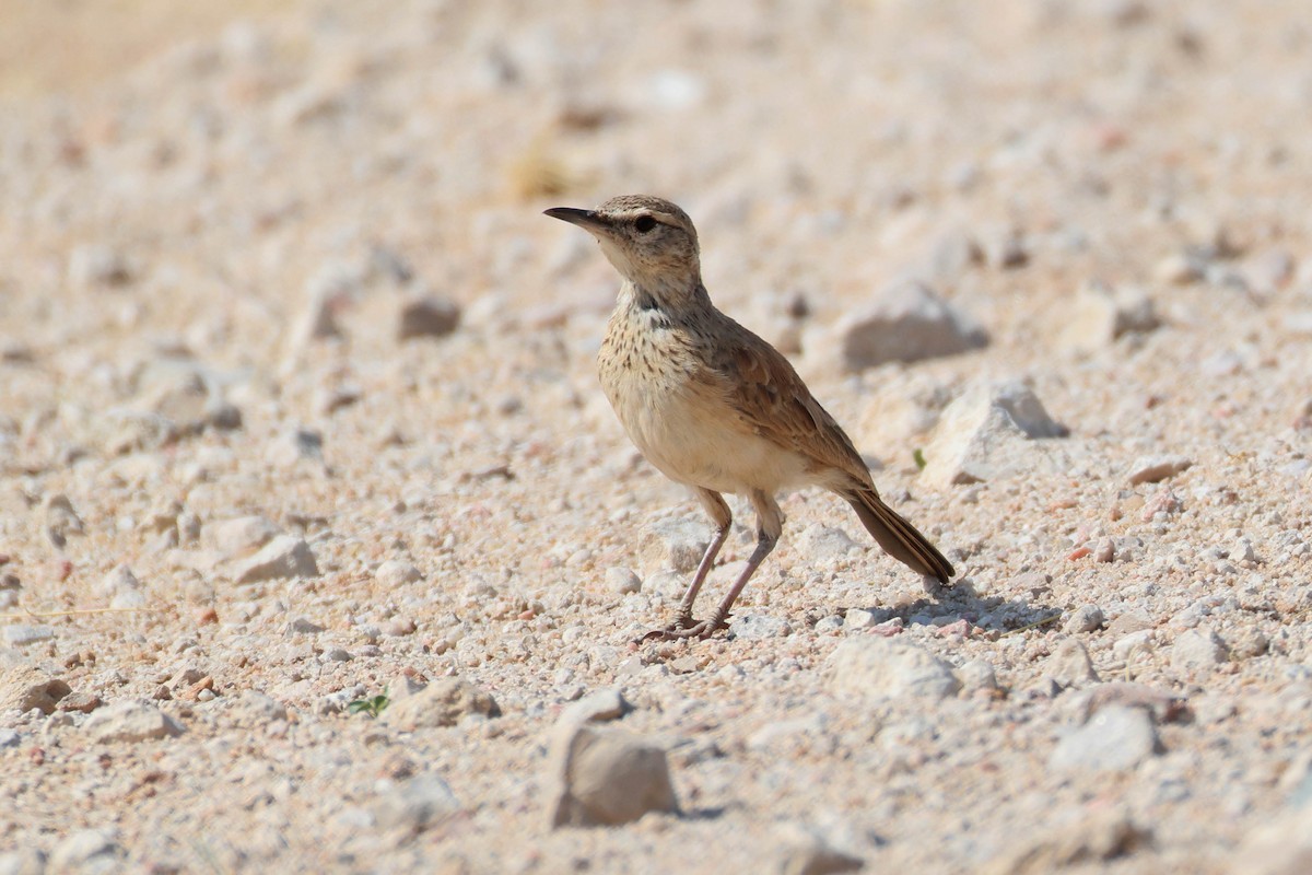 Karoo Long-billed Lark - ML646735264