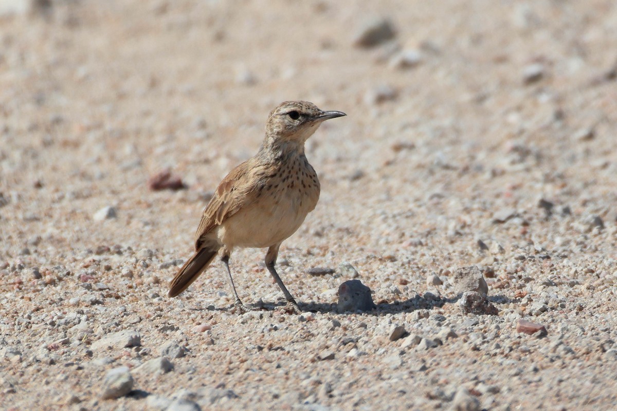 Karoo Long-billed Lark - ML646735265