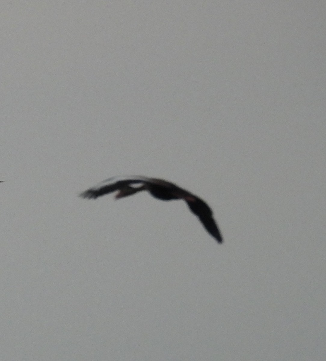 Rotschnabel-Pfeifgans - ML646735271