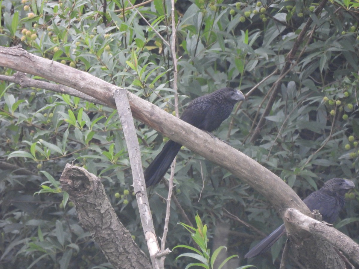 Ані товстодзьобий - ML646735273