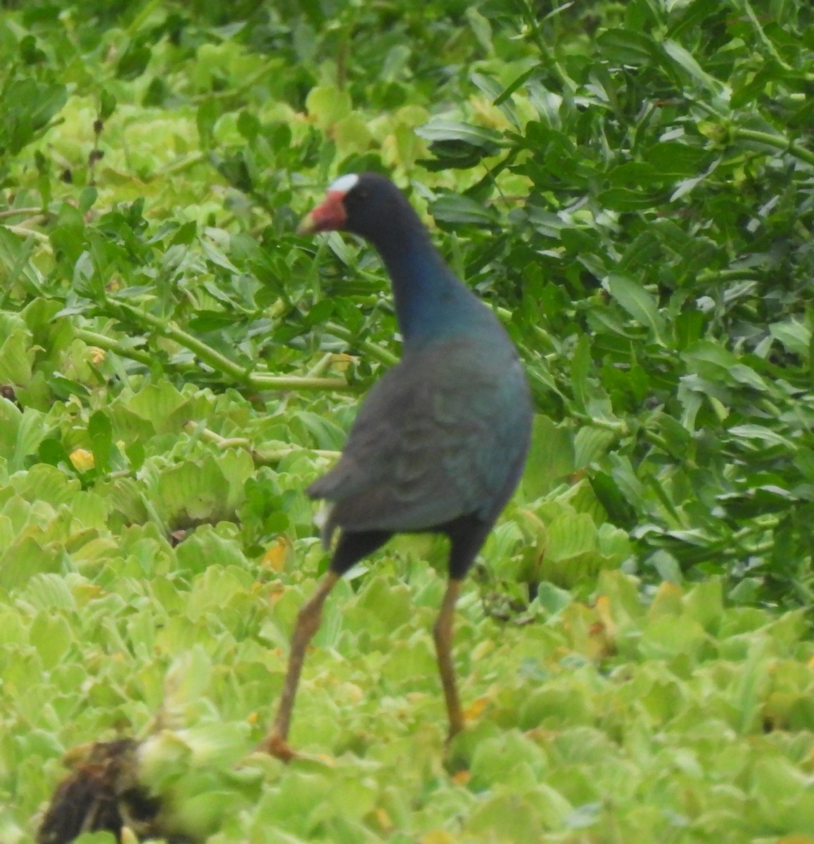 Zwergsultanshuhn - ML646735277