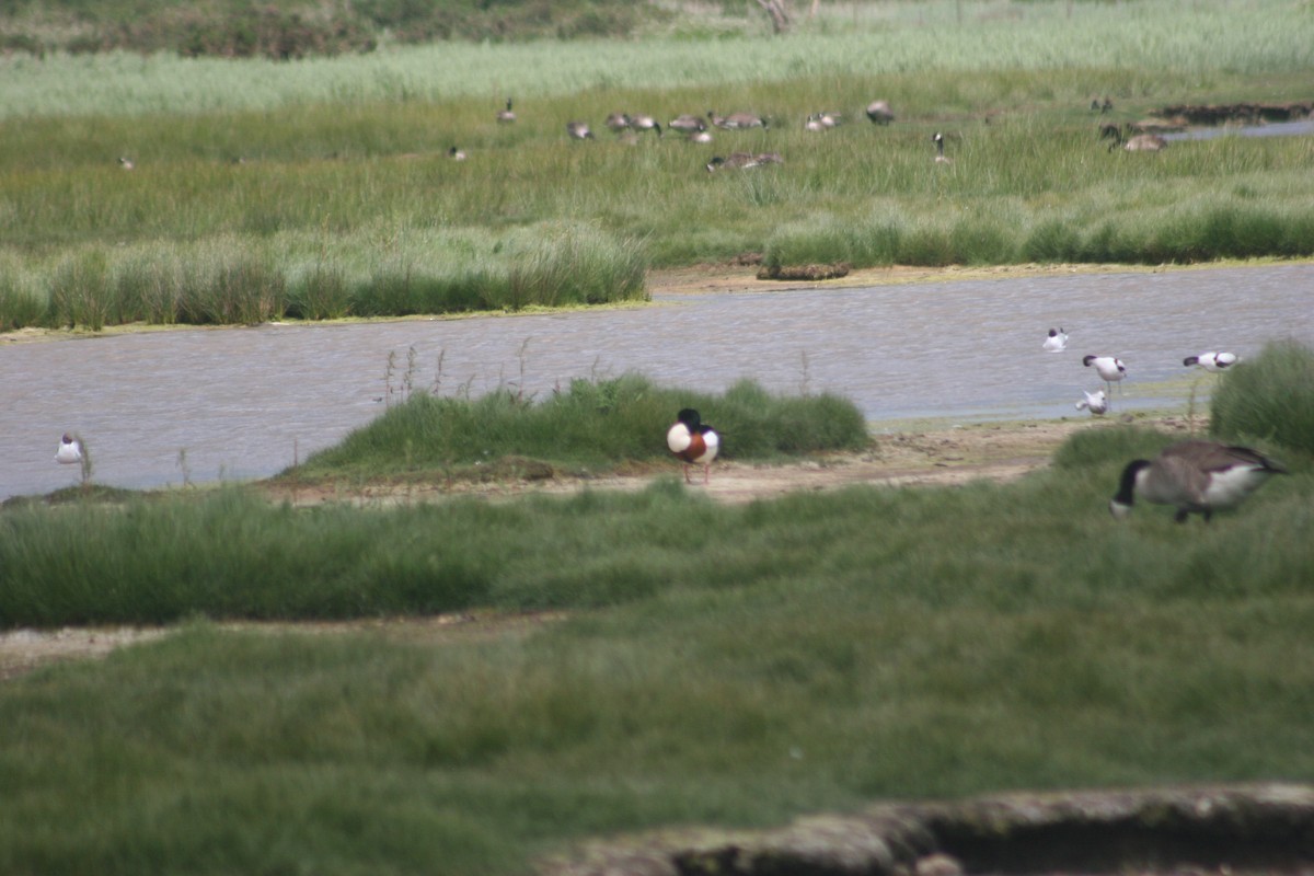 Common Shelduck - ML646735279