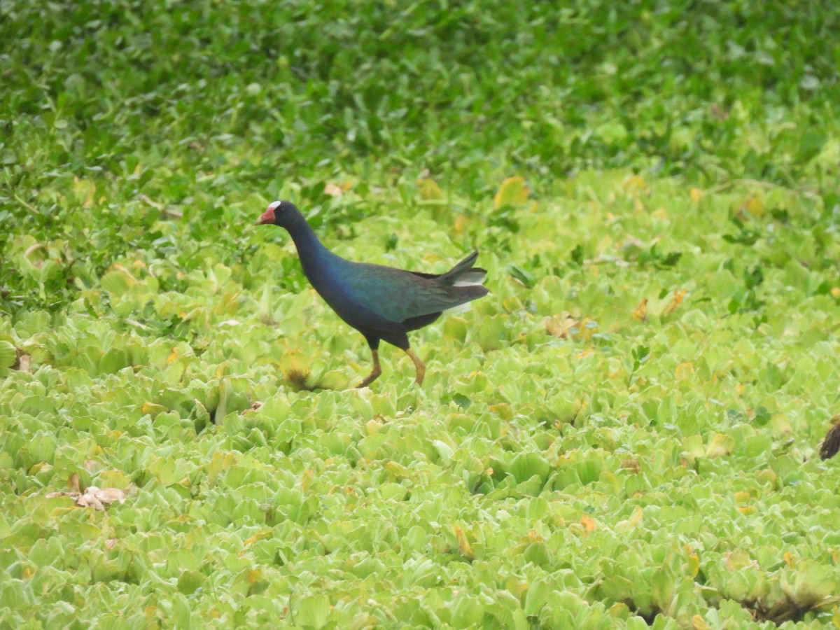 Zwergsultanshuhn - ML646735280