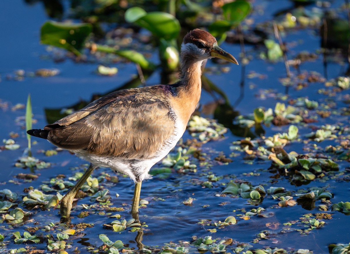 Bronze-winged Jacana - ML646735281