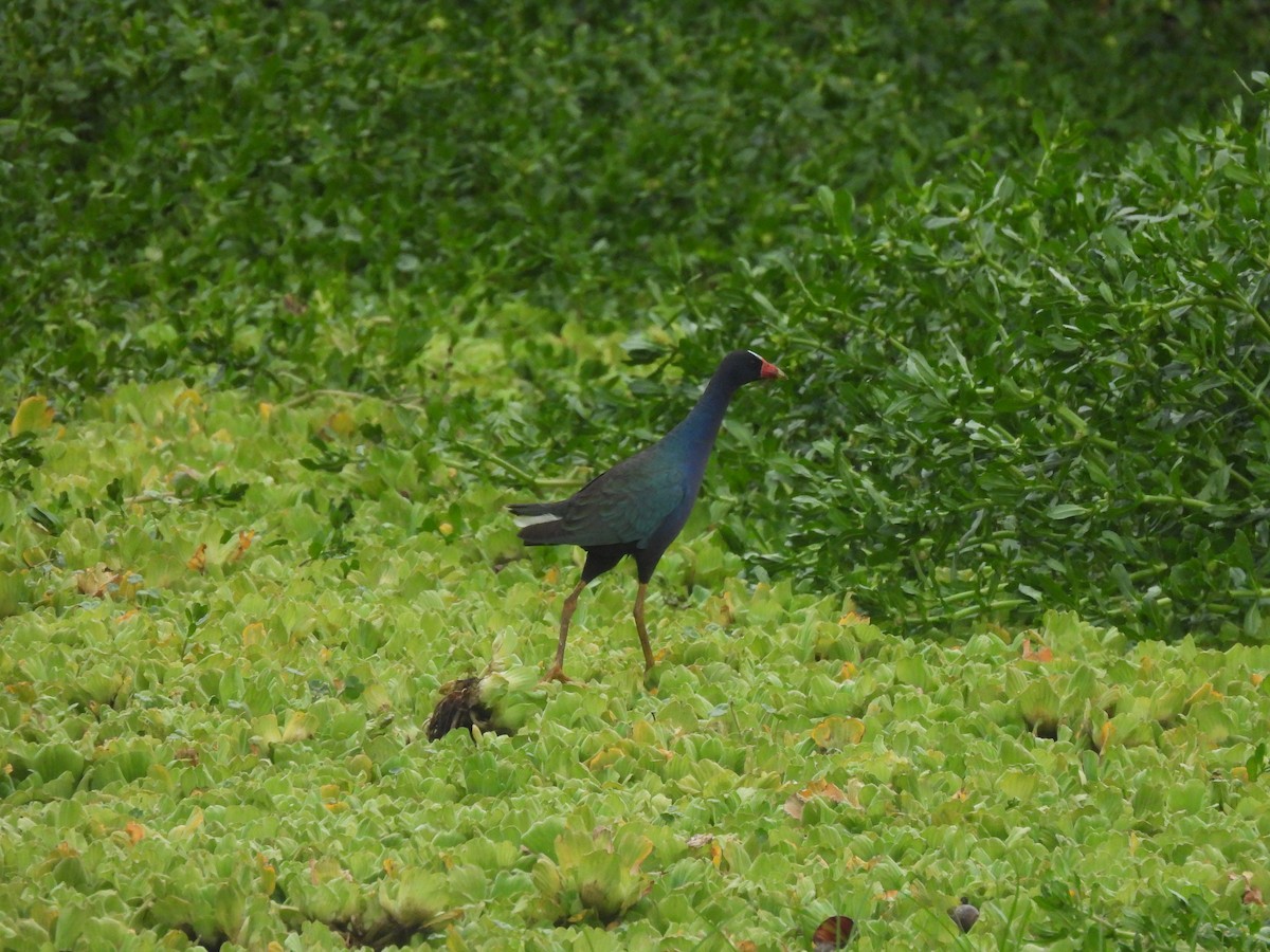 Zwergsultanshuhn - ML646735282