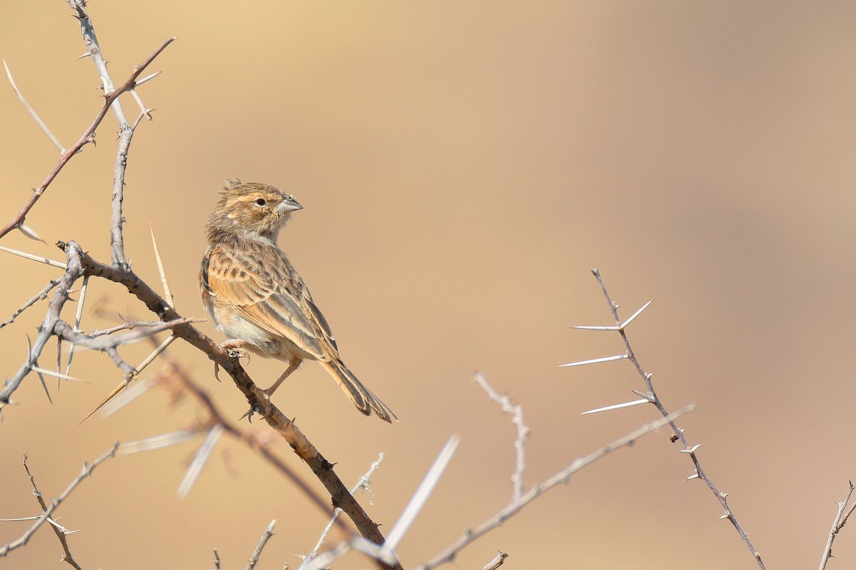 Бледная овсянка - ML646735283