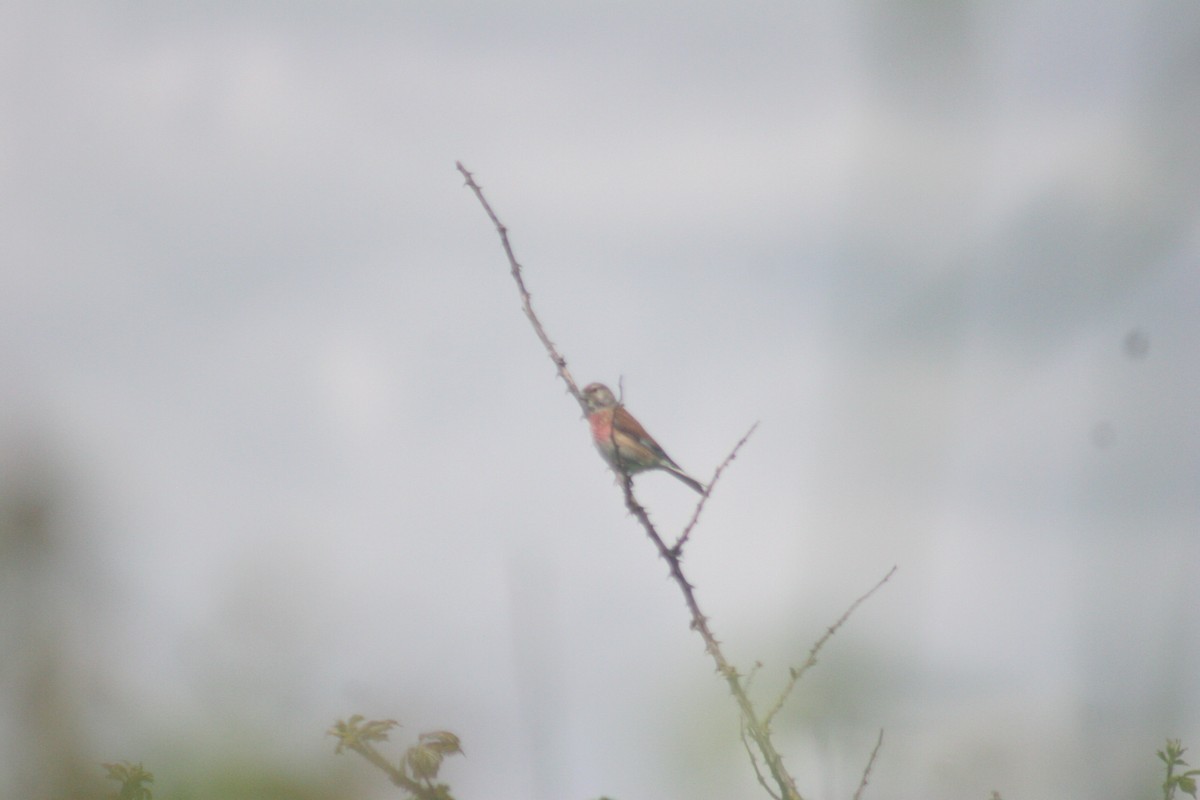 Eurasian Linnet - ML646735285