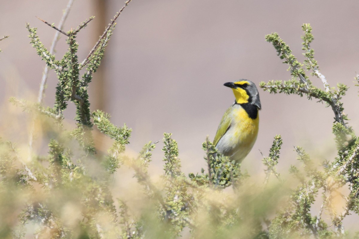 Gonolek bacbakiri - ML646735287