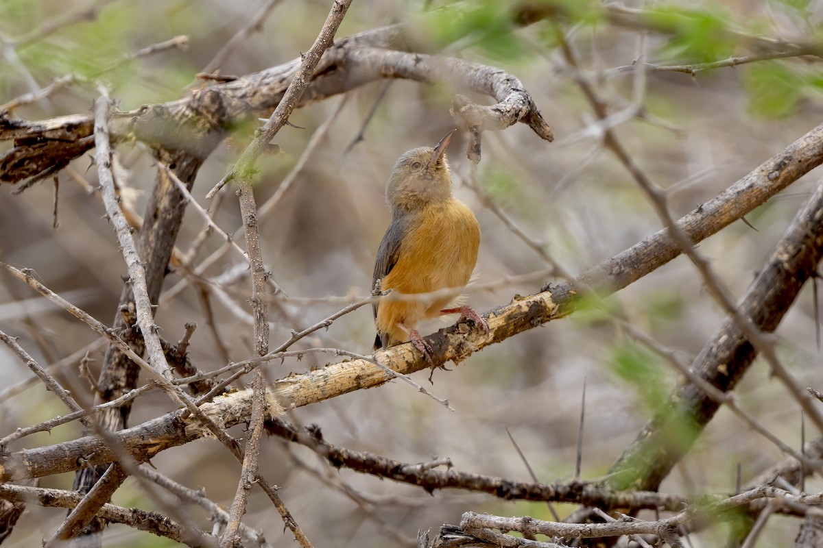 Red-faced Crombec - ML646735290