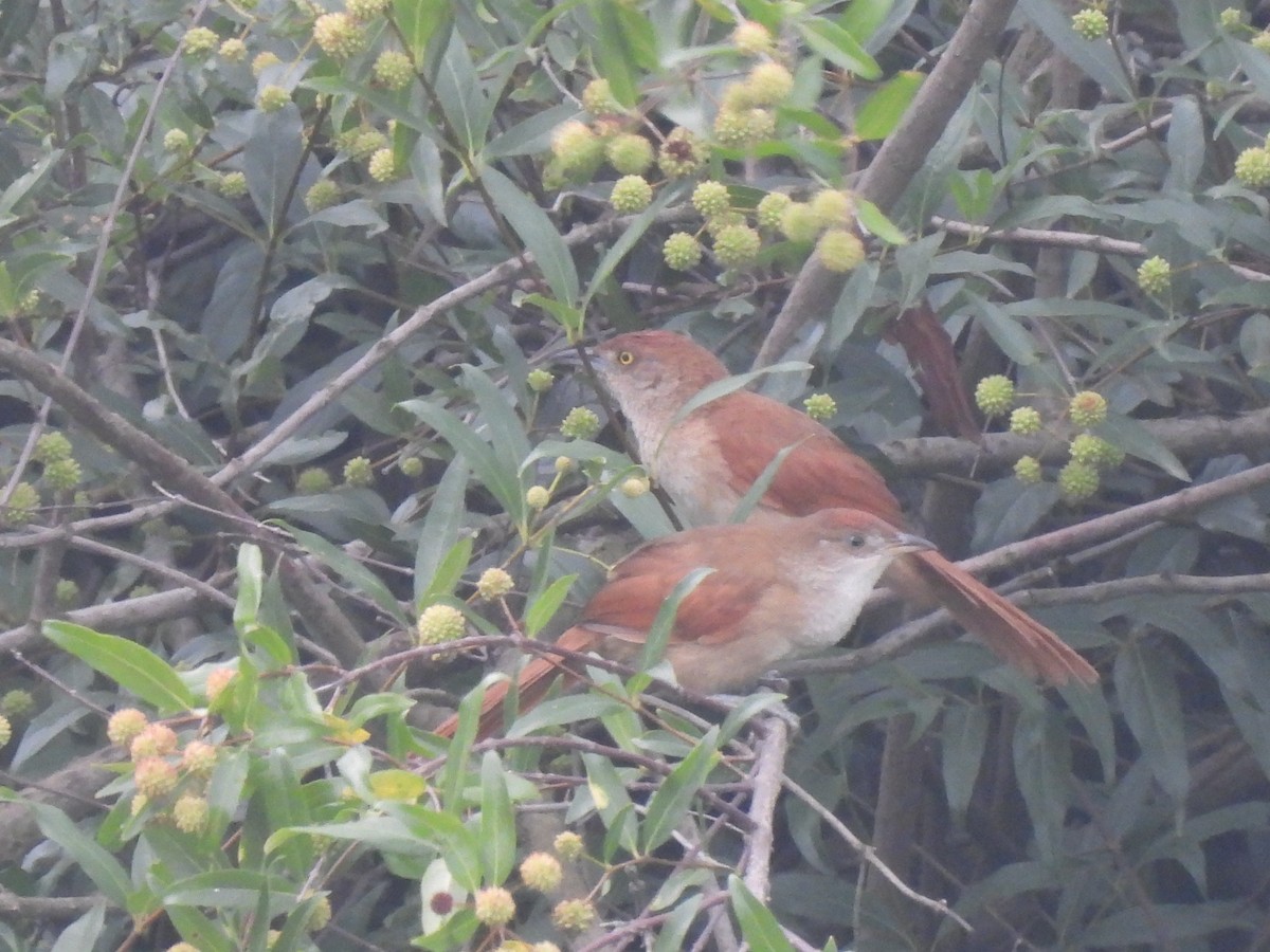 Rostflügel-Bündelnister - ML646735293