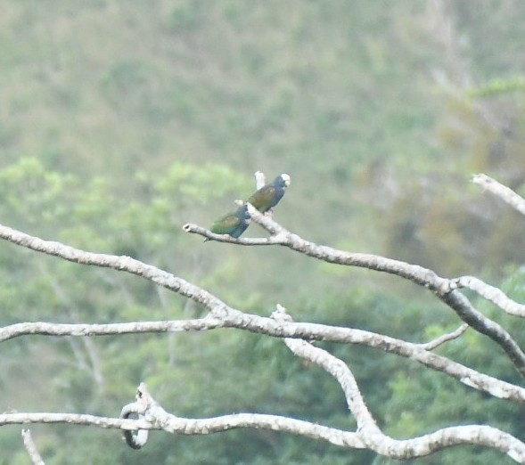 メキシコシロガシラインコ - ML646735294